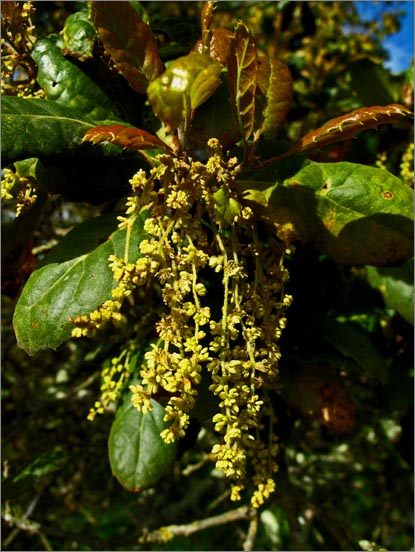 sm 293 Coast Live Oak.jpg - Early new growth & male catkins on Coast Live Oak (Quercus agrifolia). Oaks have monoecious flowers – where individual flowers are either male or female.